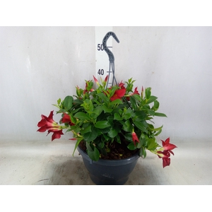 Mandevilla   ...
