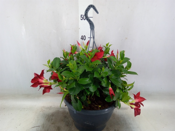 <h4>Mandevilla   ...</h4>