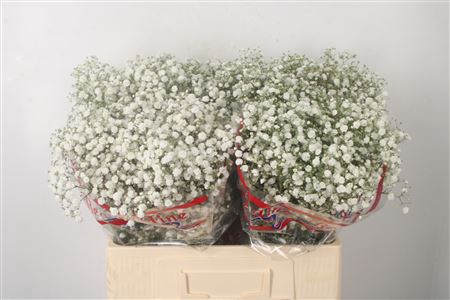 <h4>Gyps Pa Xlence X100</h4>