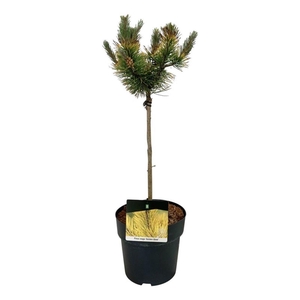 Pinus mugo 'Golden Glow'