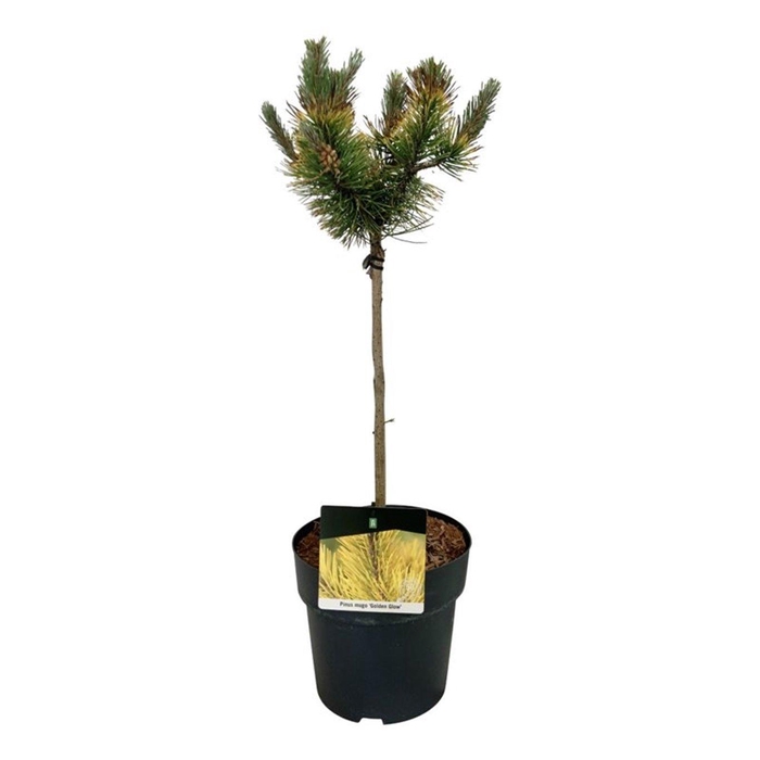 <h4>Pinus mugo 'Golden Glow'</h4>