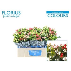 Hyp Coco Colours Gem