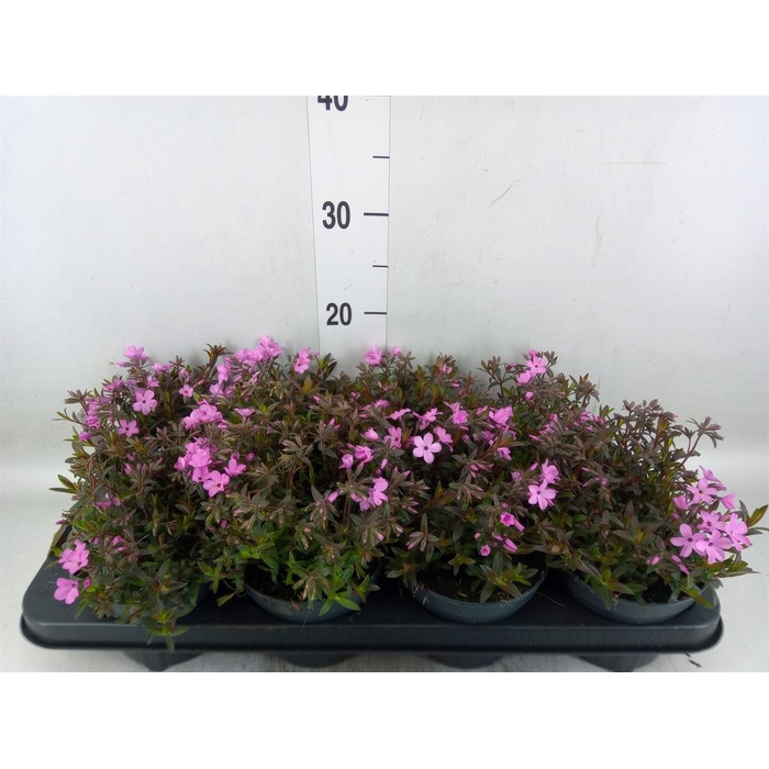 <h4>Phlox sub. 'Fabulous Rose'</h4>