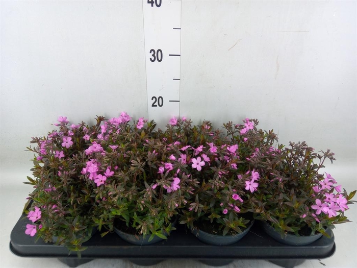 <h4>Phlox sub. 'Fabulous Rose'</h4>