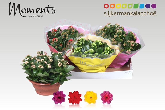 <h4>KAL GE GEM 4 KL</h4>