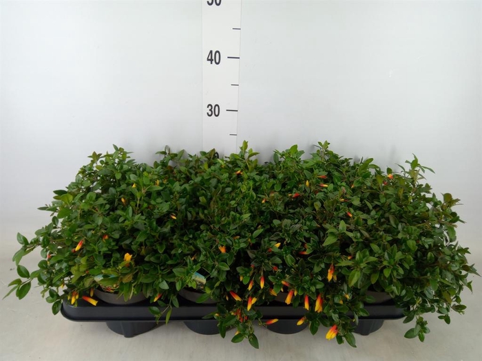 <h4>Justicia   ...</h4>