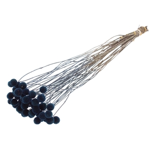 Craspedia Dried Blue