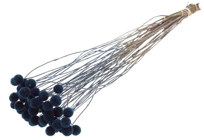 <h4>Craspedia Dried Blue</h4>