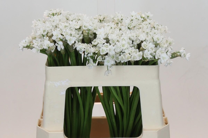 <h4>Allium Flocon</h4>