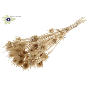 Cardi distel bleached 10pc/bunch 55cm bleached