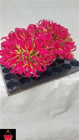 <h4>Gloriosa Rothschildiana</h4>
