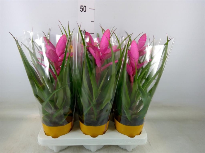 <h4>Tillandsia  'Antonio'</h4>