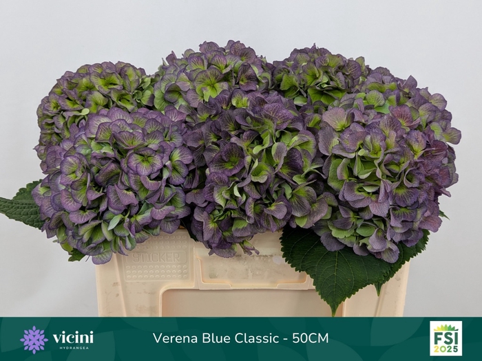 <h4>HYDR M CH VERE BL CL</h4>