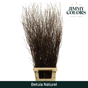 Betula L120 Naturel