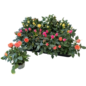 RO KORDANA GEM 4 SRT