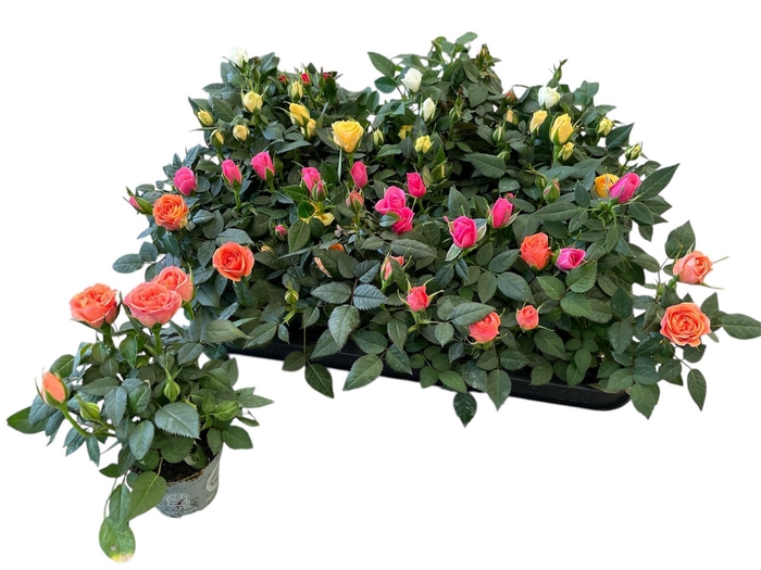 <h4>RO KORDANA GEM 4 SRT</h4>