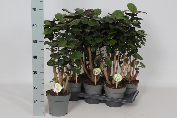 <h4>POLY FABIAN</h4>