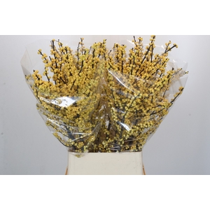 Ilex Citronella