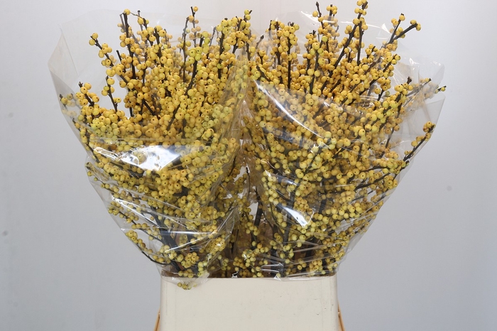 Ilex Citronella