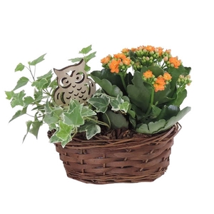 Arrangement in Mand 20 cm