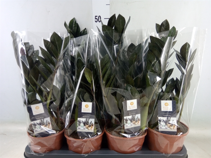 <h4>Zamioculcas zamiifolia 'Dowon'</h4>