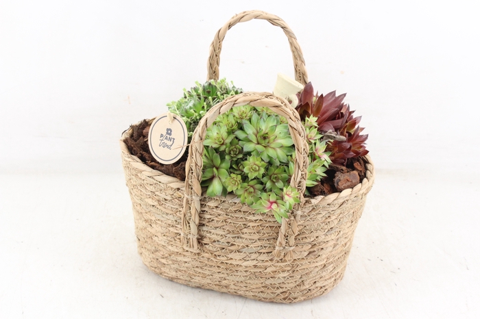 <h4>arr4 Semp PL - Jute tas 338/4</h4>