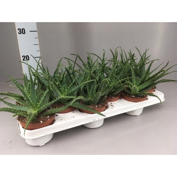 <h4>Aloe arborescens 10.5</h4>