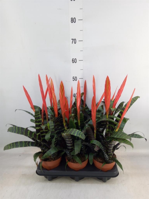 <h4>Vriesea  'Era'</h4>