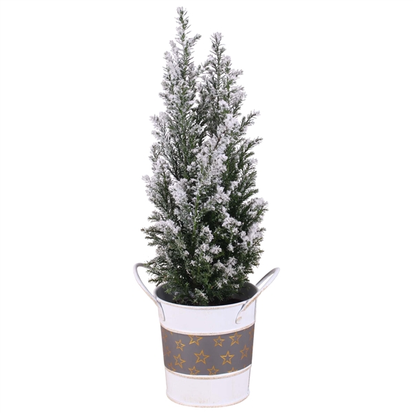 <h4>Christmas Arr.Conifer Zinc Pot round star design ø10cm 1PP</h4>