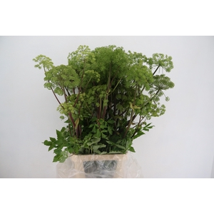 ANGELICA GIGAS