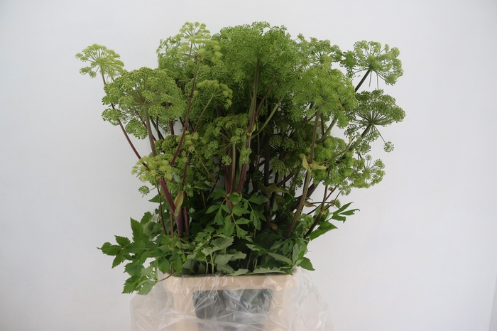 <h4>ANGELICA GIGAS</h4>