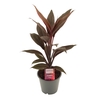 Cordyline Tango 12 cm