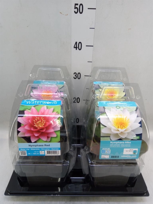 <h4>Nymphaea   ...</h4>