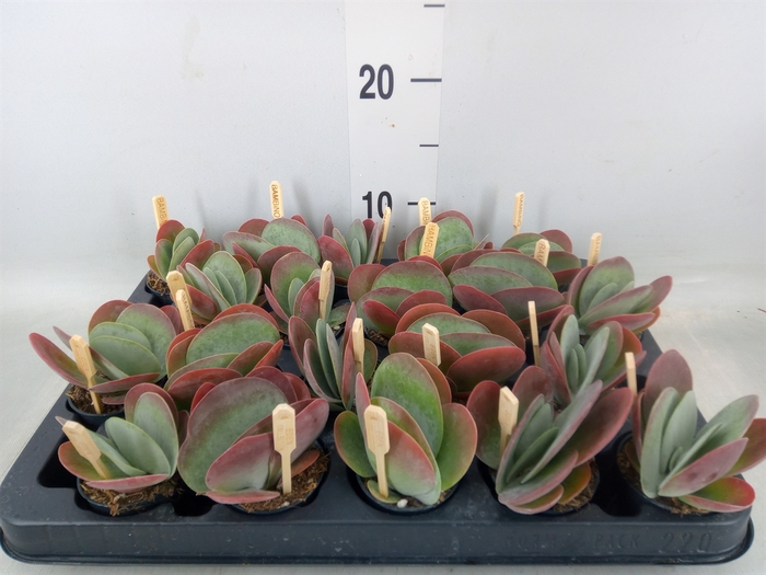 <h4>Kalanchoe NF thyrsiflora</h4>
