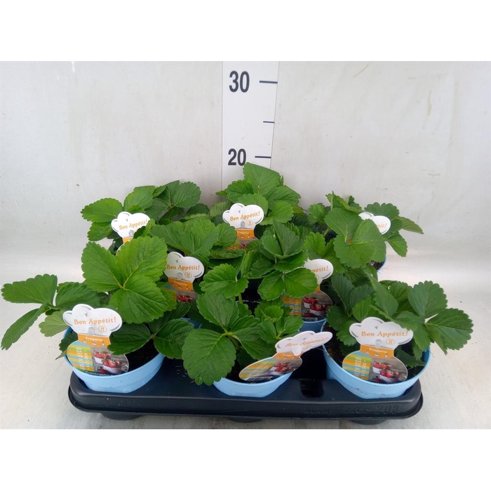 <h4>Fragaria   ...</h4>