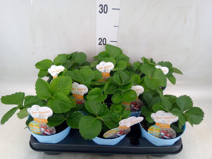 <h4>Fragaria   ...</h4>