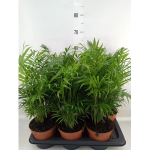 Chamaedorea elegans