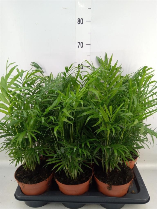 <h4>Chamaedorea elegans</h4>