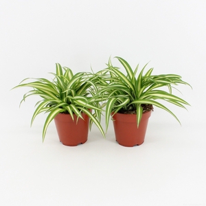 Chlorophytum comosum Variegatum