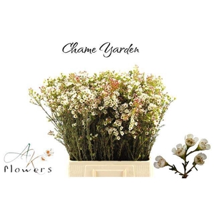 CHAME YARDEN