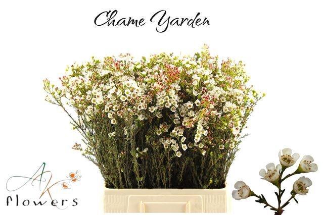 <h4>CHAME YARDEN</h4>