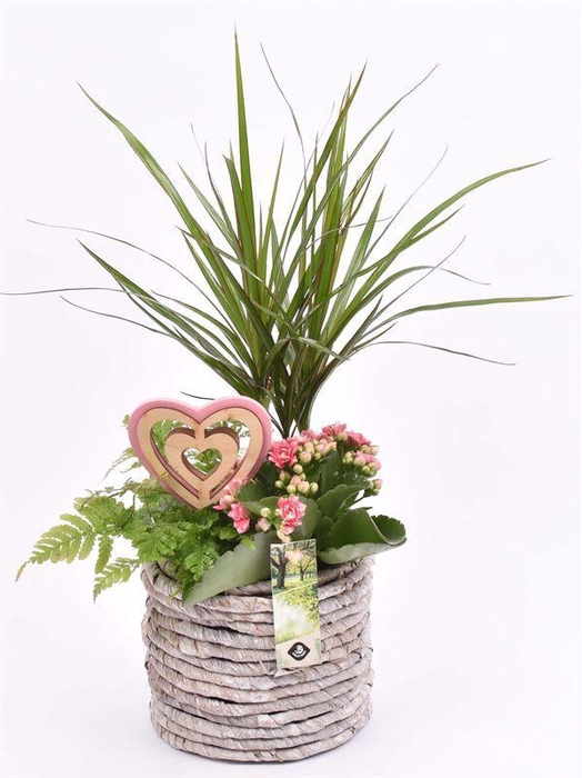 <h4>Mais mand 15.5 cm white wash</h4>