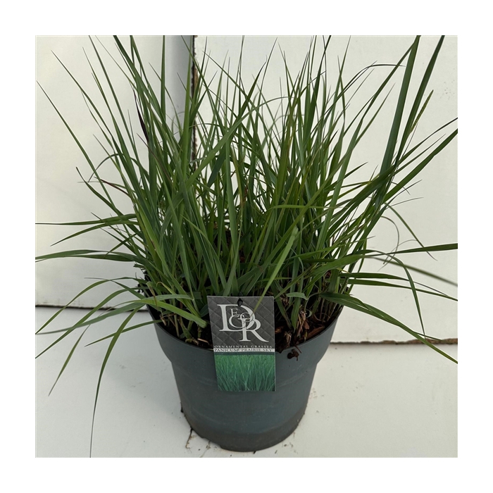 <h4>Panicum 'Prairy Sky'</h4>