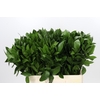 Ruscus Hypophyllum