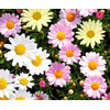 Argyranthemum frutescens overig