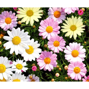 Argyranthemum frutescens overig