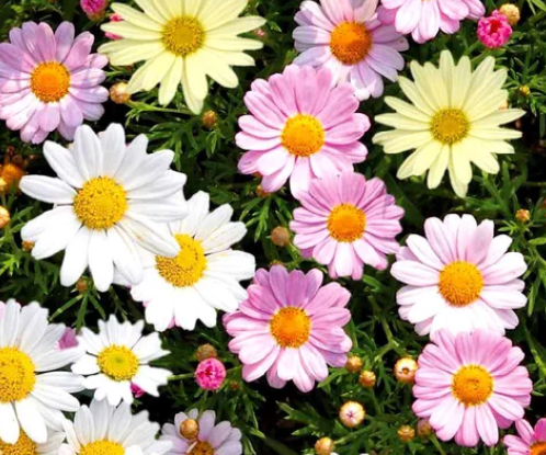 <h4>Argyranthemum frutescens overig</h4>