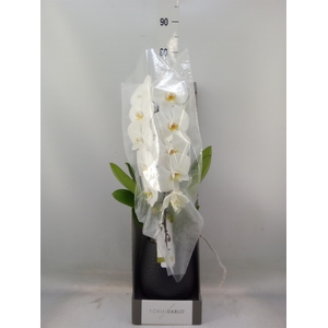 Phalaenopsis   ...white