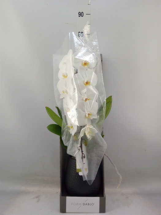 <h4>Phalaenopsis   ...white</h4>