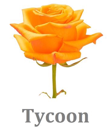 R Gr Tycoon